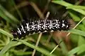 late instar