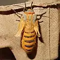 emerged imago