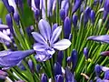 Flower closeup