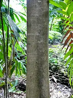 Trunk