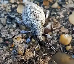 Agraphus bellicus