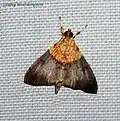 Agrotera basinotata