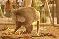 Hamadryas baboon