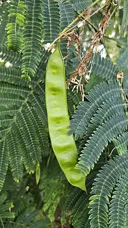 Green fruits