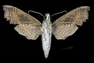 Female ventral