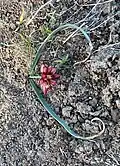Growing on gravel