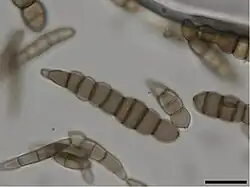 Conidia