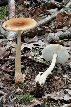 Mature specimens
