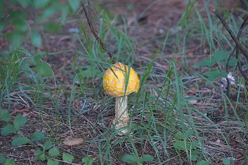 Lone specimen