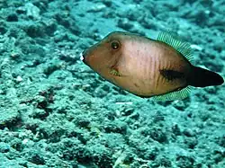 In Indonesia