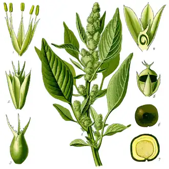 1885 illustration