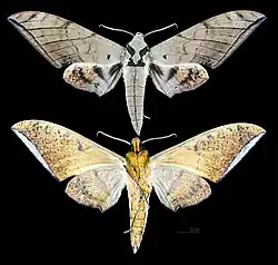 Ambulyx clavata