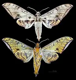Ambulyx inouei