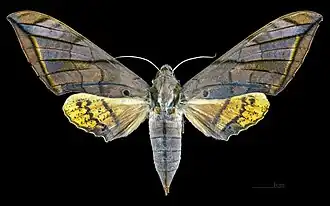 Female dorsal MHNT