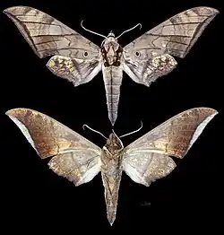 Ambulyx phalaris