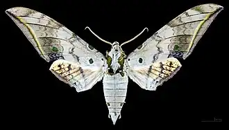 Male Ambulyx sericeipennis okurai, dorsal view