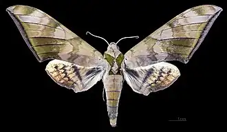 Female, dorsal view