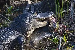 Eating a nutria
