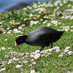 Eating a worm