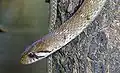 An adult, without white patch on nape