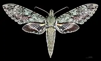Male