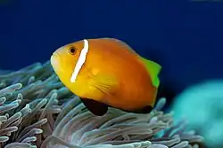 A.&nbsp;nigripes (Maldives anemonefish) showing the distinctive black pelvic & anal fins.