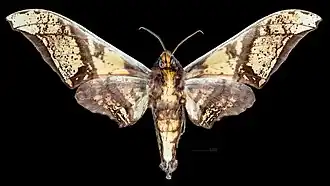Male ventral