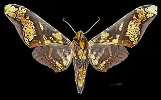 Male ventral view