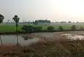 An agricultural field in Saran district of Bihar.