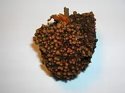 An alder root nodule