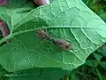 Anasa conspersa, México
