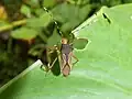 Anasa nigricollis, Panamá