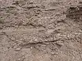 Close view of Ancha Formation at reference section.