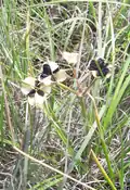 Blue funnel lily dehiscent fruit