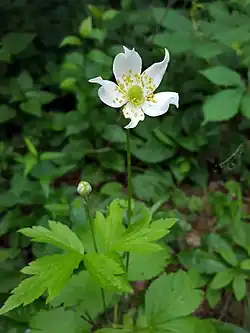 A. virginiana