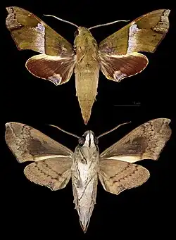 Angonyx boisduvali