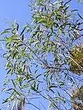 Foliage