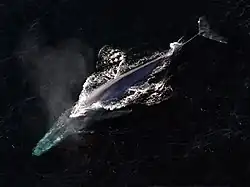 The blue whale is the largest animal that has ever lived; it can be up to 33.6 metres (110&nbsp;ft) long.