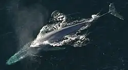 Blue whale