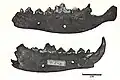 Wolf mandibles