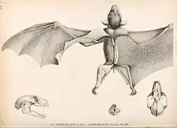 Drawing of bat