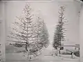 Norfolk Island Pines on the carriageway to Parramatta Road at Annandale Farm