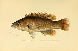 1899 illustration