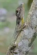 Rare brown morph Puerto Rican giant anole