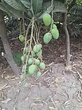 Another photo of Unplucked Malihabadi Dusseheri Mangoes