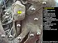 Submandibular gland