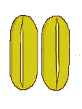 Longitudinal dehiscence of a pair of anthers
