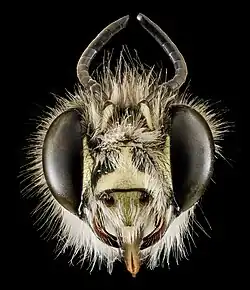 Head of a male