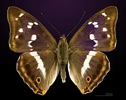 Dorsal side
