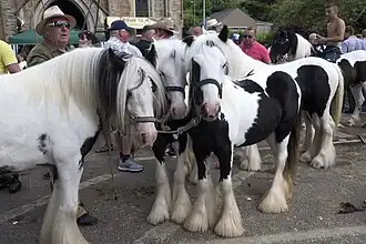 Horses on display